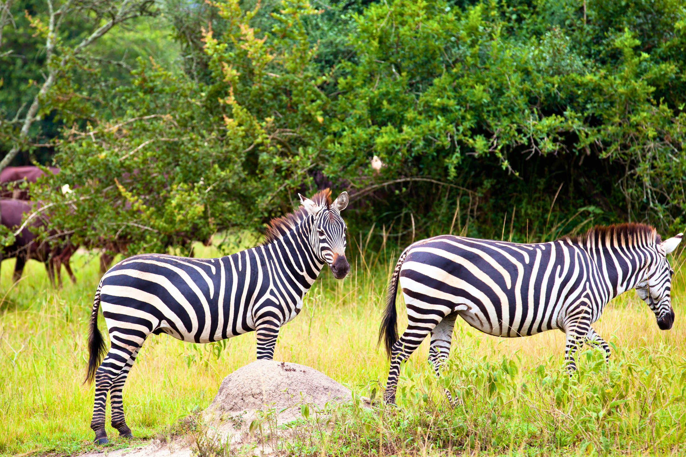 lake mburo national park (3).webp
